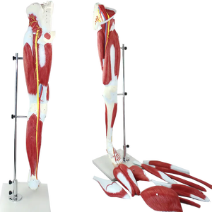 Modelo Anatómico <span class=keywords><strong>de</strong></span> Plástico <span class=keywords><strong>de</strong></span> los Músculos <span class=keywords><strong>de</strong></span> <span class=keywords><strong>la</strong></span> <span class=keywords><strong>Pierna</strong></span> <span class=keywords><strong>Humana</strong></span>, Anatomía Muscular <span class=keywords><strong>de</strong></span> <span class=keywords><strong>la</strong></span> <span class=keywords><strong>Pierna</strong></span> - Product Image 5
