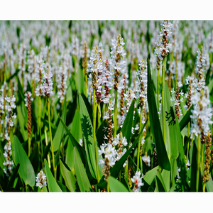 Planta Acuática White Pickerelweed - Apta para Estanques <span class=keywords><strong>de</strong></span> Jardín e Invernaderos - White Pickerelweed - Product Image 2