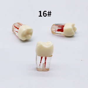 Modelo de Diente Extraído con Cámara de Pulpa 16 #   Para práctica y entrenamiento - Product Image 1