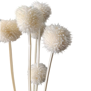 Bouquet <span class=keywords><strong>séché</strong></span> Fleurs préservées Colorées Leonotis Snow Echinops Thistle pour arrangement floral - Product Image 1