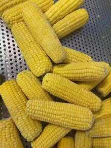 Maíz Dulce Congelado Rápido, Certificado BRC HACCP, Vegetales Congelados 100% Maíz, Listo para Comer, 24 Meses de Duración, Marca <span class=keywords><strong>Geoff</strong></span> - Product Image 6