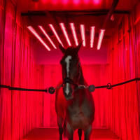 SINOCO OEM App Control écran tactile Redlight 660nm 850nm Led infrarouge cheval Solarium dispositif lampe de thérapie par la lumière rouge