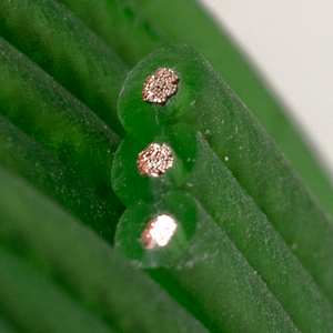 כבל רמקול ירוק 18 AWG בעל 3 גידים לאודיו ווידאו באורך 50/100/200 מטר - Product Image 6