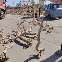 Bonsaï de sauge sclarée sans écorce, branches en forme d'arbre, tronc décoratif, branches, bois mort, racine de bonsaï, tronc torsadé, multi-tiges