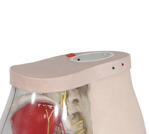 Fesses du modèle K pour l'<span class=keywords><strong>injection</strong></span> <span class=keywords><strong>intramusculaire</strong></span> fessière et comparaison - Product Image 5