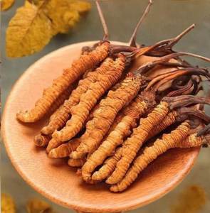 Harga grosir ekspor <span class=keywords><strong>Cordyceps</strong></span> liar curah Sinensis herbal <span class=keywords><strong>Tibet</strong></span> <span class=keywords><strong>cordyceps</strong></span> - Product Image 2