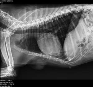 Máquina DE RAYOS X portátil y de alta frecuencia Radiografía Máquina DE RAYOS X portátil veterinaria digital - Product Image 6