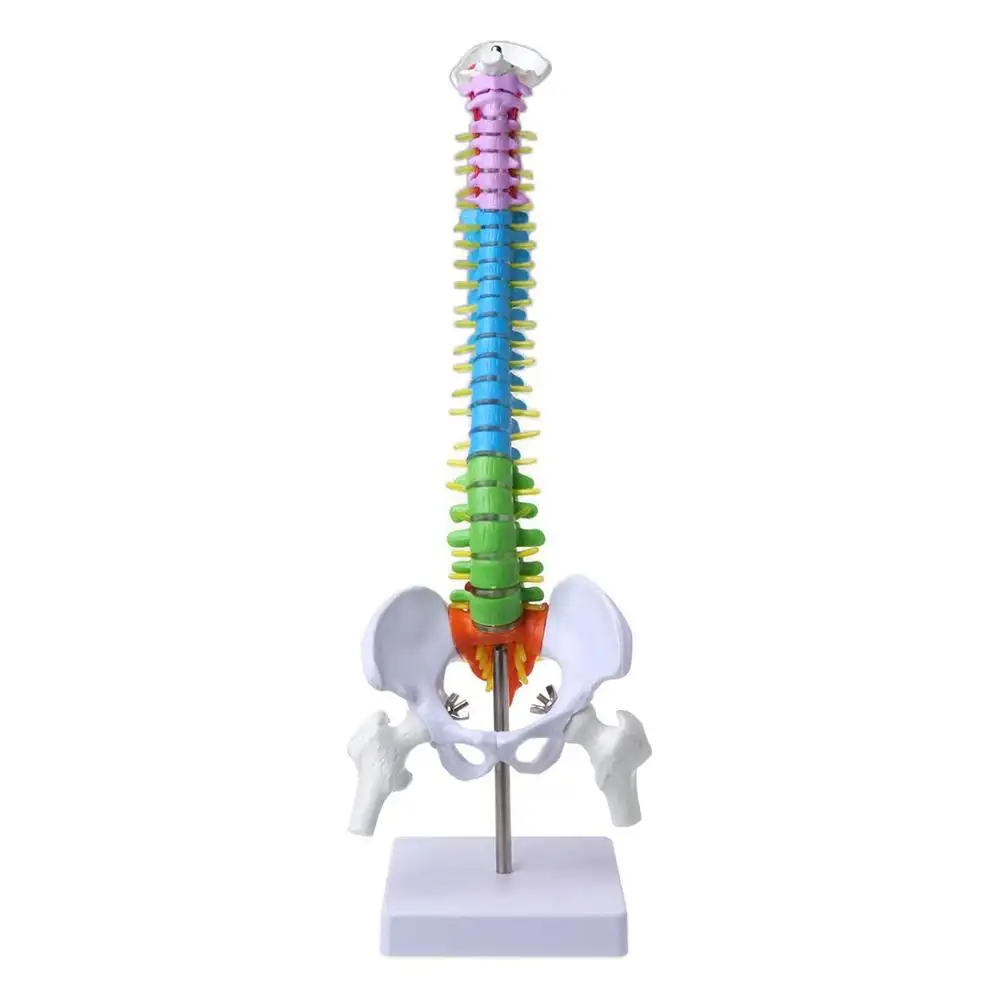 GelsonLab HSBM-446 45cm Removable Human Spine Model Spinal Column Vertebral Lumbar Curve Anatomical Medical Teaching Tool
