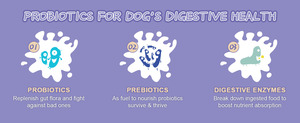 Polvo Probiótico ODM/OEM para Perros y Gatos - Vitaminas y Minerales Diarios, Vitamina D, Calcio para Digestión Sensible, Apoyo para Razas Grandes - Product Image 6