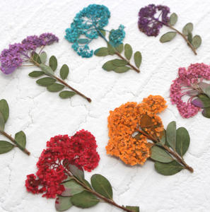 Tiges de narcisses séchées multicolores en vrac pour boîte à ombres botanique, décoration murale, art floral pressé - Product Image 3