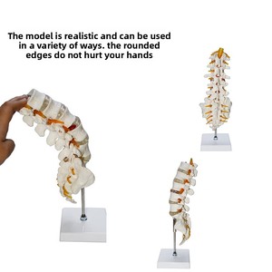 Modelo de Esqueleto Humano MAXCARE MAC-YJ111 de Alta Calidad al por Mayor, Columna Lumbar de 5 Secciones, Flexible y Desmontable, con Nervios, para Escuelas de Medicina - Product Image 4
