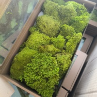 Oreiller en mousse stabilisée naturelle Leucobryum Glaucum, personnalisé en usine, coussin en mousse stabilisée, oreiller en mousse stabilisée, poteau en mousse