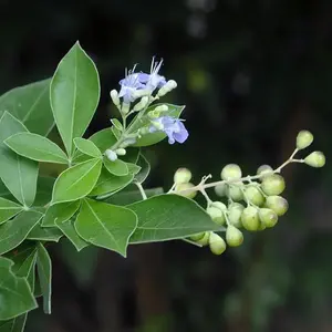 Factory Supply Wholesale <strong>Vitex</strong> <strong>Trifolia</strong> Chaste Tree Berry Extract <strong>Vitex</strong> Extract - Product Image 3