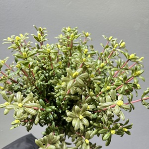 Tige artificielle de Portulaca Oleracea, plante verte artificielle pour la décoration de la maison, du balcon, du jardin, des arrangements floraux de mariage - Product Image 4