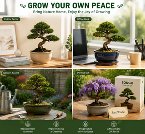 Kit Completo <span class=keywords><strong>de</strong></span> Bonsái, Juego <span class=keywords><strong>de</strong></span> Plantas en Maceta con Caja <span class=keywords><strong>de</strong></span> Madera Personalizable, Regalo Perfecto para Mujeres, Hombres, Madres y Amigos - Product Image 5