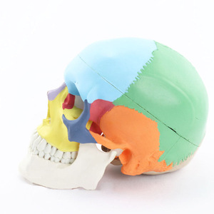 Modelo de Esqueleto para Enseñanza, Anatomía de la Cabeza Humana, 9 Partes, Material de PVC, Cerebro y Tronco Cerebral Separados, Ciencia Médica, Yulin YL1202 CE\ISO - Product Image 5