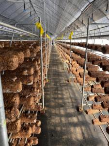 Usa Champignonkas Commerciële Champignonkweekkas 10X30M | Vochtigheidscontrole + Ventilatiesysteem - Product Image 5