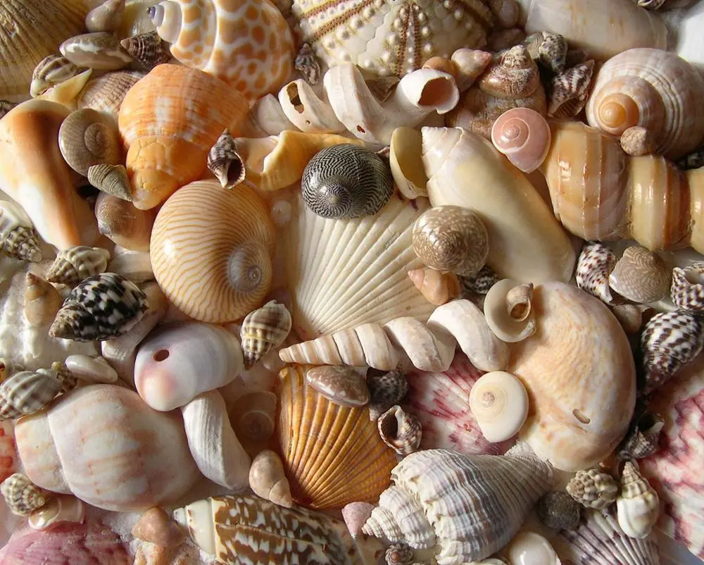 เปลือกหอย Clam Shell จากส่วนใหญ่ Gorgeous Beach เวียดนามเปลือกหอย