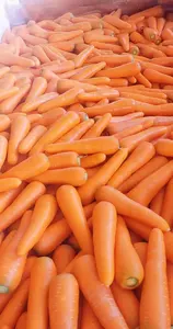 Carote Fresche Biologiche all'Ingrosso (Varietà 316 Rossa 20cm) da Fornitore Cinese, Prezzo Competitivo per Uso Alimentare - Product Image 3