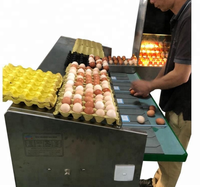 Oeuf de poulet volaille ferme 5400 pcs/h oeuf équipement de classement, oeuf trieuse machine à vendre