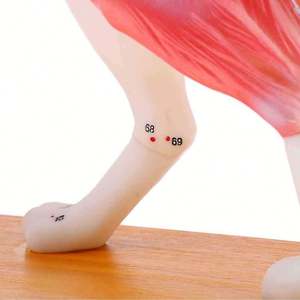 KyrenMed köpek akupunktur Model beyin 72 puan köpek akupunktur noktası modeli veteriner akupunktur hayvan anatomik modelleri - Product Image 6