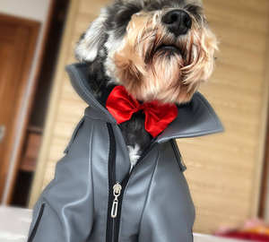 Corbata de Moño para Mascotas, Collar para Gatos de Color Sólido, Lazos para Perros, Accesorios para Perros, Corbata de Moño para Perros - Product Image 5