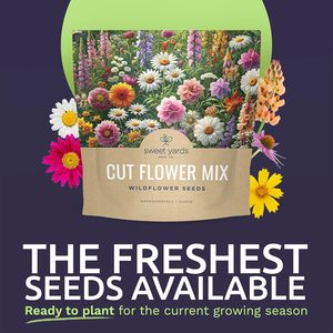 Thêm lớn 1 ounce gói 7,500 không GMO tươi mở thụ phấn rực rỡ hàng năm cây lâu năm trồng chậu hoa dài - Product Image 2