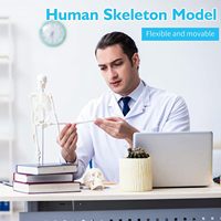 Modelo de anatomía del torso humano de 55 cm, maniquí médico para enseñanza, ensamblado para escuelas, universidades, laboratorios y educación.
