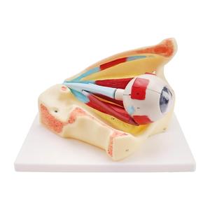 Modelo de anatomía <span class=keywords><strong>del</strong></span> <span class=keywords><strong>ojo</strong></span> humano con aumento de 3 veces, con órbita, hueso, nervio y partes desmontables <span class=keywords><strong>del</strong></span> globo ocular para el aula de biología y fisiología - Product Image 5