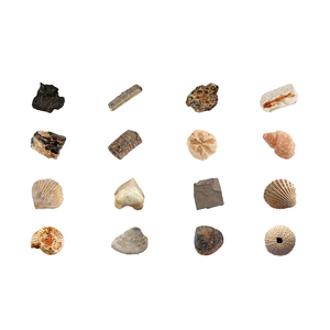 2021 Jouets éducatifs TIGE Science BRICOLAGE Archéologie <span class=keywords><strong>Kit</strong></span> Sortez Vos Coquillages Fossiles Bracelet L'assemblée <span class=keywords><strong>Kit</strong></span> D'excavation Pour Les Enfants - Product Image 6