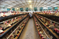 Gallinero Prefabricado de Estructura de Acero Ligero / Nave para Granja Avícola / Gallinero para Pollos de Engorde y Ponedoras para 5000/10000/20000 Pollos