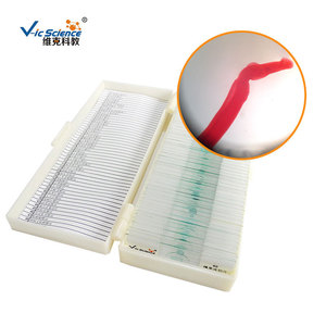 Schistosoma male <b>worm</b> slide; Zoological specimens; Plant and animal slides; Biology teaching microscope slides - Product Image 1