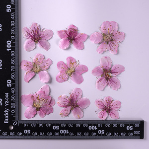 Flores Prensadas Naturales de Melocotón para Scrapbooking, Resina Epoxi, Ecológicas - Product Image 6
