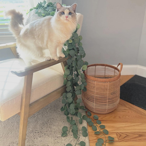 <span class=keywords><strong>Guirlande</strong></span> d'<span class=keywords><strong>eucalyptus</strong></span> en plastique artificiel feuilles de table <span class=keywords><strong>guirlande</strong></span> de verdure <span class=keywords><strong>guirlande</strong></span> vignes pour table de fête de mariage chambre à coucher décoration murale - Product Image 6