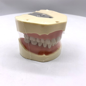 Modèle de dents d'étude HST-A5-01 type BF, modèle de bouche complète avec 28 dents, gencives souples, fixation par vis, sans articulateur - Product Image 4