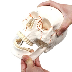 Modelo Anatómico <span class=keywords><strong>de</strong></span> Cráneo Humano con Suturas Numeradas, Material <span class=keywords><strong>de</strong></span> PVC Educativo para Ciencias Médicas - Product Image 2