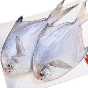 ใหม่ฤดูเงิน <span class=keywords><strong>Pomfret</strong></span> แช่แข็งสีขาว <span class=keywords><strong>Pomfret</strong></span> ปลาที่มีขนาด80-100-150-200g - Product Image 3
