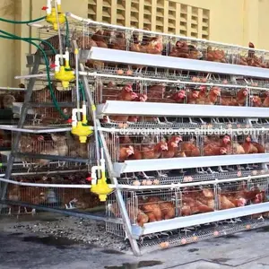 עופות חוות תרנגולות מטילות משמש שכבה סוללה עוף כלוב למכירה