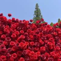 W1003 Panneau mural 3D en fleurs artificielles de roses en soie faites à la main, réalistes, 8x8 pieds, pour mariage, Noël, Saint-Valentin, Pâques