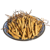 Flor Cordyceps de alta calidad Cordyceps militaris cordiceps Cordyceps sinensis