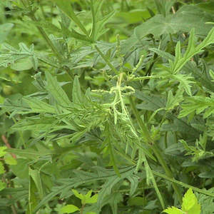 Высококачественный порошок экстракта крапивы 10:1-100:1 экстракт корня крапивы/порошок корня крапивы/экстракт корня крапивы - Product Image 6