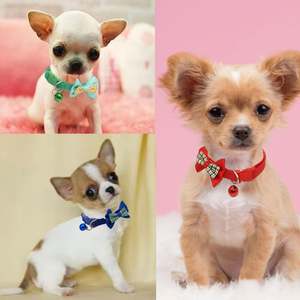 Collier pour chien petite race taille unique, rose uni, avec nœud papillon, réglable, en nylon, pour identification, pour chiot femelle, avec dentelle décorative et clochette, doux - Product Image 2