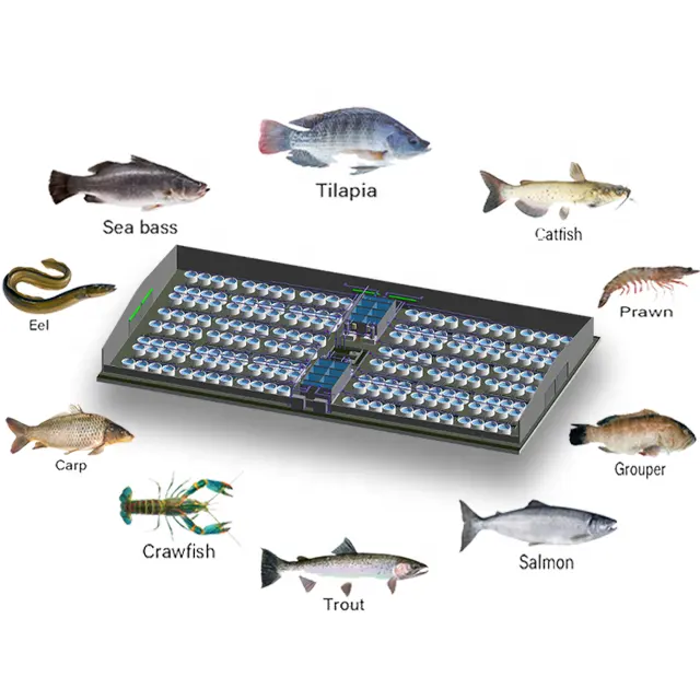 Настраиваемая система оборудования для рыбоводства RAS для высокой выживаемости в помещении для Раков Креветок, система для аквакультуры других видов