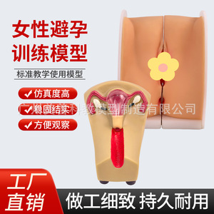 Enseñanza de la anatomía reproductiva femenina: cervix, útero, vagina y ovarios; orientación sobre la anticoncepción intrauterina; planificación familiar - Product Image 4