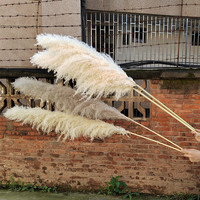 G1 Penjualan Langsung Pabrik Bunga Kering Alami Rumput Pampas Beige Besar untuk Dekorasi Rumah dan Pernikahan