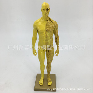 30cm  CG - Product Image 4
