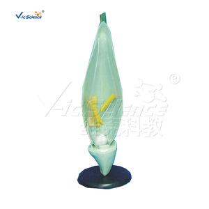 Modèle de fleur de blé, modèle de plante pour démonstration pédagogique au collège et au lycée, modèle structurel agrandi, typique - Product Image 2