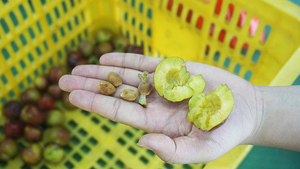Extracteur de noyau de fruits, machine à piquage, pour la date, pour vente - Product Image 6