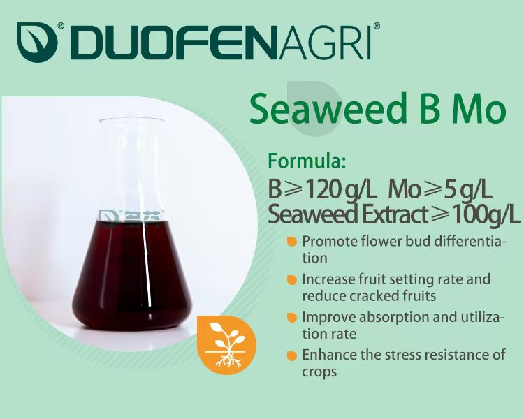 Wholesale Seaweed Boron Molybdenum Liquid Fertilizer image 2