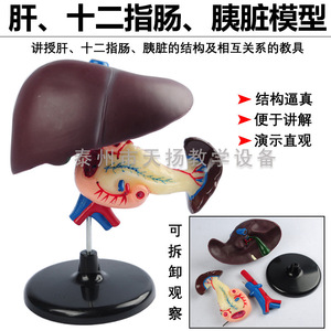 Modèle du foie, du dodécanome et du pancréas : modèle d'organes digestifs humains, instrument pédagogique de biologie pour les collèges - Product Image 3